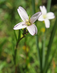 Epilobium oregonense