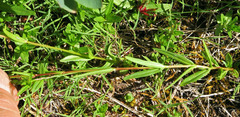 Epilobium oregonense