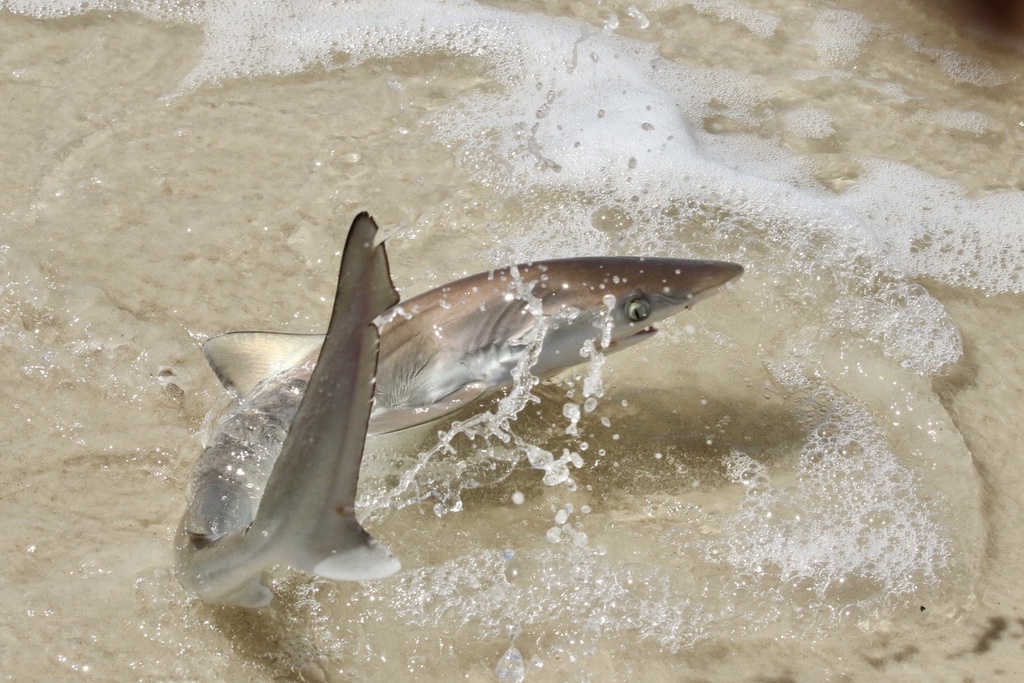 Atlantic Sharpnose Shark (Rhizoprionodon terraenovae) — Carcharhinidae