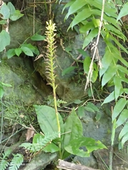 Goodyera rubicunda