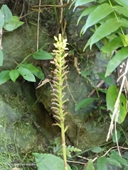Goodyera rubicunda