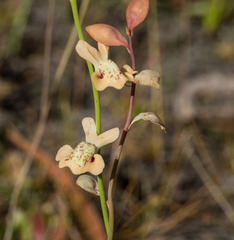 Utricularia fulva