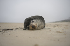 Arctocephalus tropicalis