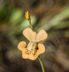 Utricularia fulva