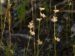 Utricularia fulva