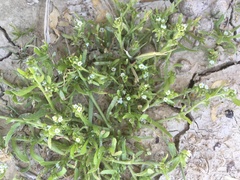 Plagiobothrys leptocladus