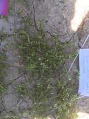 Plagiobothrys leptocladus