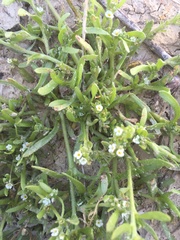 Plagiobothrys leptocladus