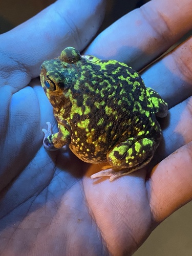 Couch's Spadefoot