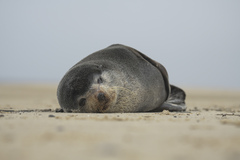 Arctocephalus tropicalis