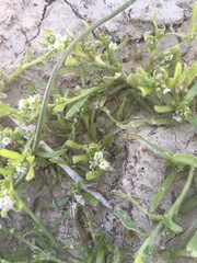 Plagiobothrys leptocladus