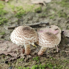 Lepiota brunneoincarnata