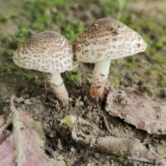 Lepiota brunneoincarnata
