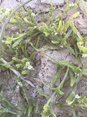 Plagiobothrys leptocladus