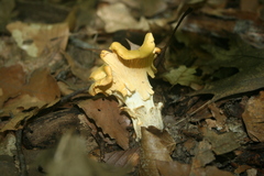Cantharellus flavus