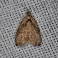 Olethreutes exoletum