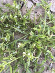 Plagiobothrys leptocladus