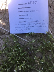 Plagiobothrys leptocladus