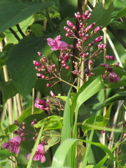 Fridericia chica