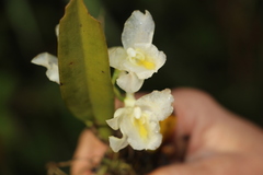 Rodriguezia granadensis