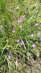 Campanula parryi