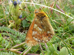 Boloria napaea