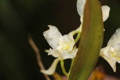 Rodriguezia granadensis