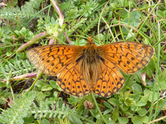 Boloria napaea