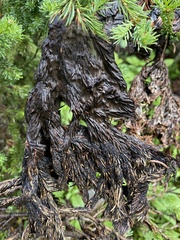Chrysomyxa arctostaphyli