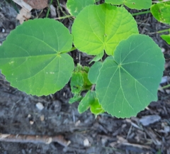 Abutilon theophrasti