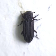 Bothrideridae