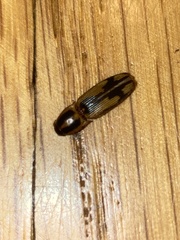 Conoderus vespertinus