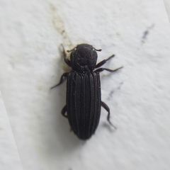 Bothrideridae
