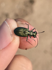 Cicindela nigrocoerulea