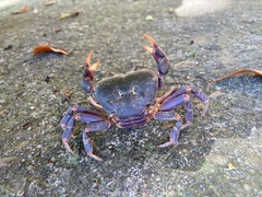 Geothelphusa miyazakii
