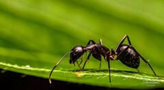 Camponotus thraso