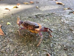 Geothelphusa miyazakii