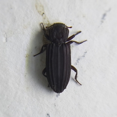 Bothrideridae