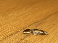 Conoderus vespertinus