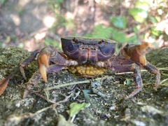 Geothelphusa miyazakii