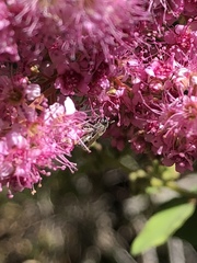 Halictus