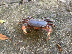 Geothelphusa miyazakii