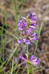 Penstemon cinicola