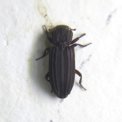 Bothrideridae