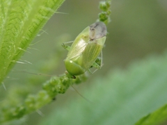 Lygocoris pabulinus