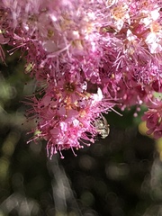 Halictus