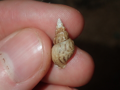 Plotiopsis balonnensis