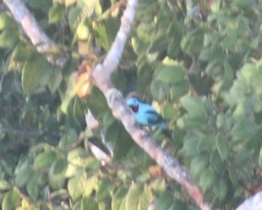 Cotinga cayana