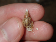 Plotiopsis balonnensis