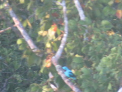 Cotinga cayana